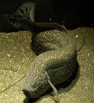 Facts about lungfish