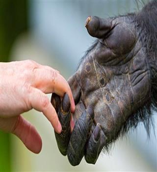 Let's See the difference between animal and human
