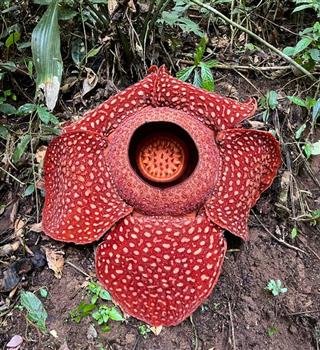 10 biggest flower species in the world.