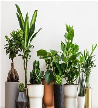 5 plants to keep away from the bedroom