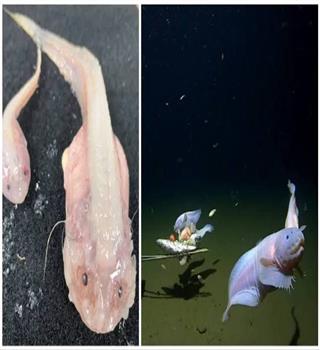 Fascinating Mariana snailfish