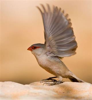 The red-billed quelea is the most common bird on Earth.
