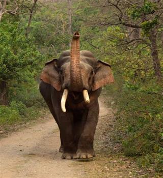 6 Elephant Facts related to the Hindu Religion