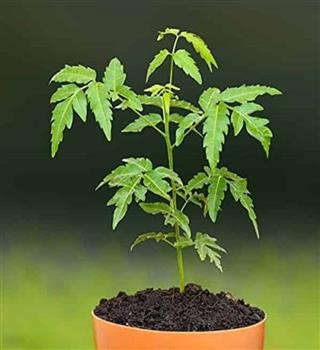 High Pranic Trees to plant in your garden like Peepal