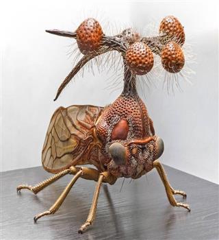 Bizarre looking brazilian treehopper