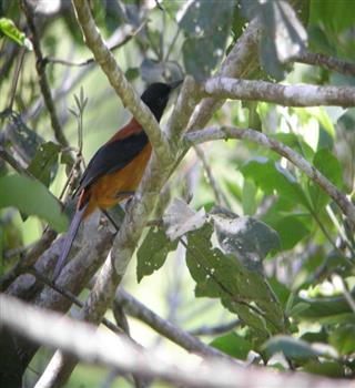 8 Most Poisonous Birds in the World