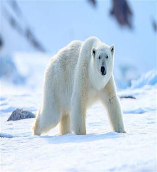 Top 10 Cute Animals That Can Actually Kill You