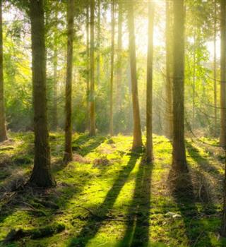 Top 10 Oldest Trees in the World and Their Stories