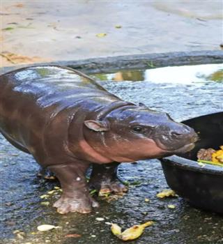 10 Hungry Animals Always Looking for Food