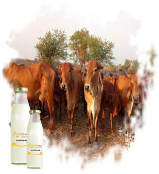 Benefits of Drinking A2 Gir Cow Milk