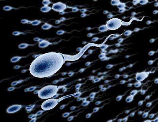World's Oldest Sperm Found Here