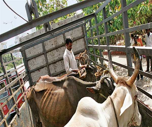 Mewat- A place where cow slaughter happens