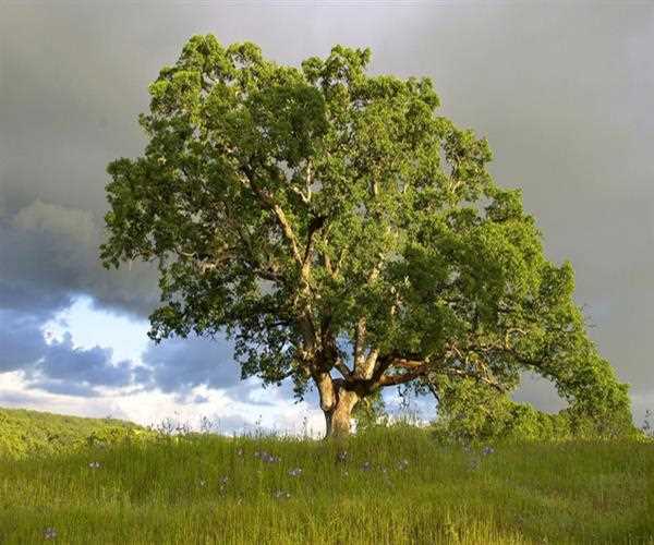 Explore the Importance of trees in human life