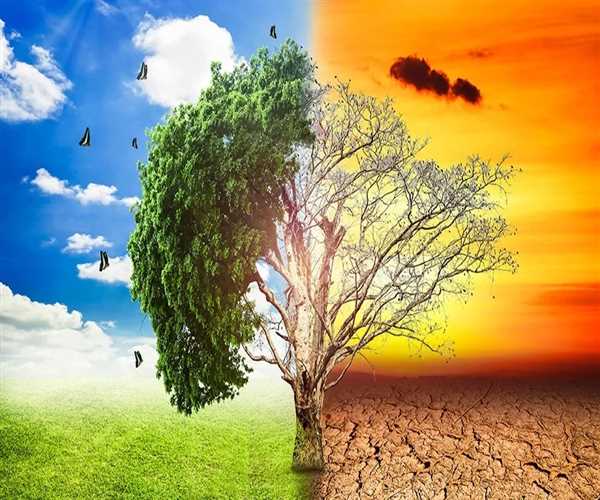Explore the Importance of trees in human life
