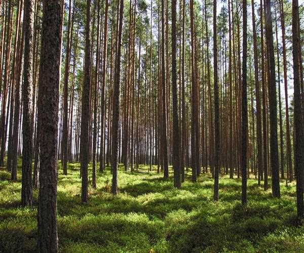 Explore the Importance of trees in human life