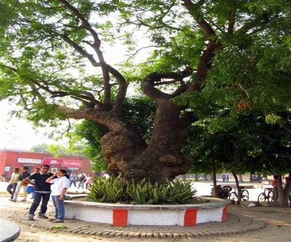 Historic neem tree in allahabad where 864 freedom fighters were hanged