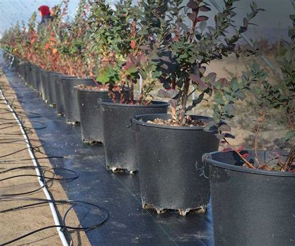 Can Blueberries Grow in Containers Year-Round?