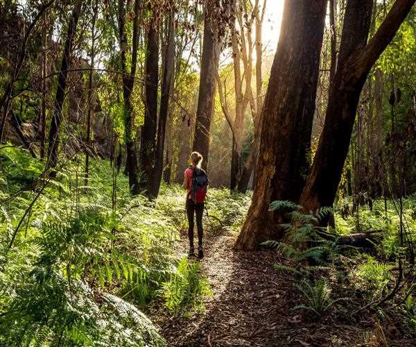 How trees are important for human health?