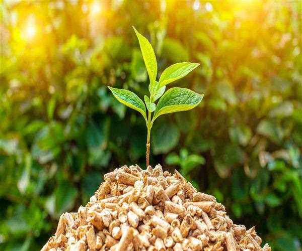 Pros and Cons of using Biomass as a renewable source of energy