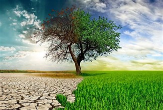 The Environmental Benefits of Trees: Air, Water, and Soil