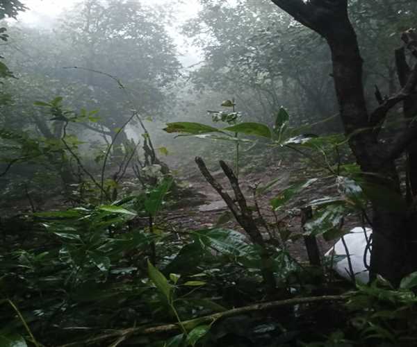 Dooars Forest