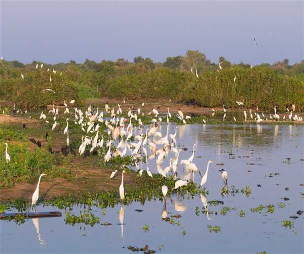 Jaldapara Wildlife Sanctuary