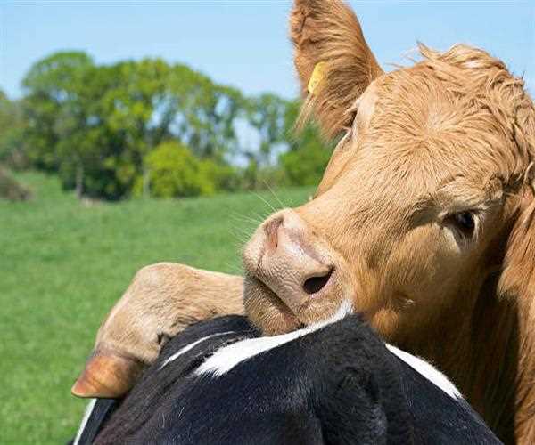 Explore the guide about cow cuddling therapy in USA