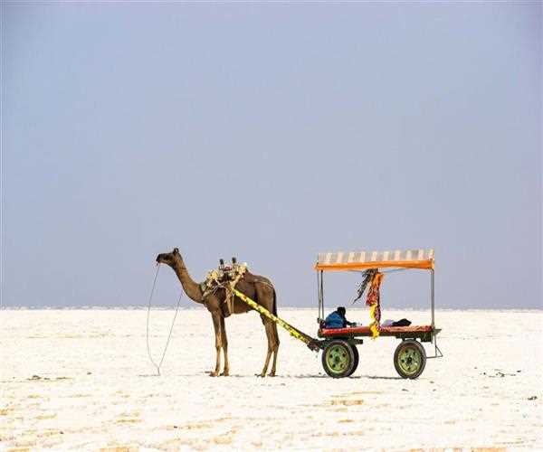 Explore the Down-to-Earth Villages of Kutch