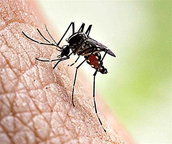 Surge in dengue cases- symptoms and prevention