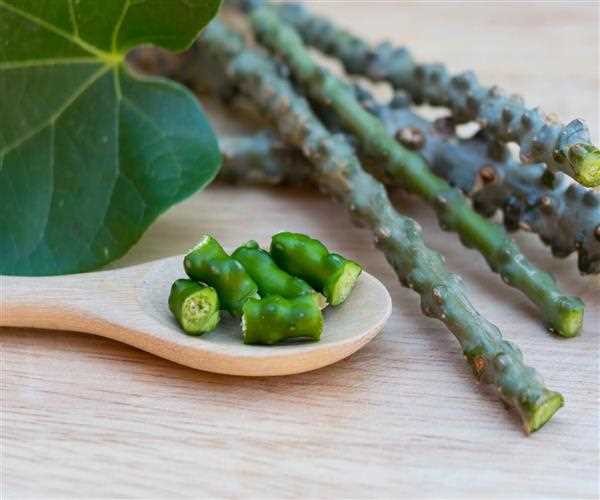 What is Giloy? and its Health Benefits