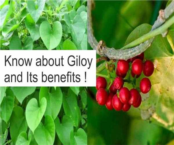 What is Giloy and its Health Benefits