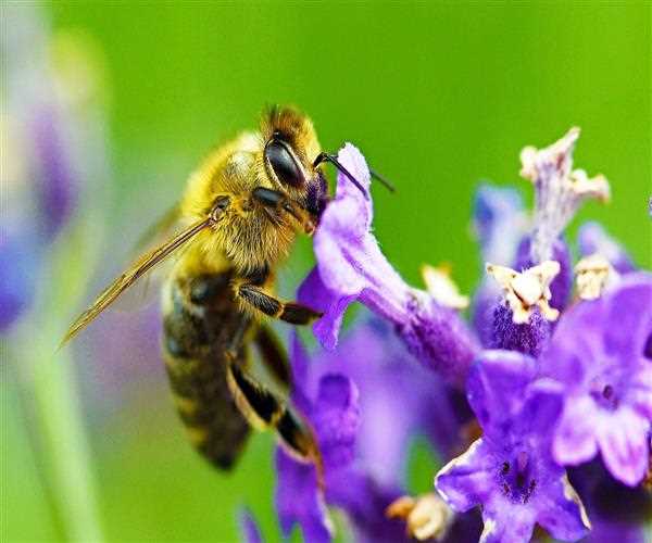 Role of bees in pollination and food security