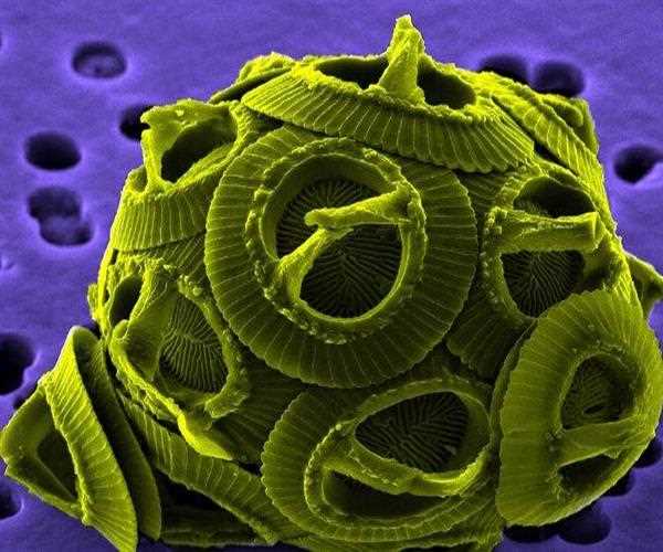Virus Eating Creatures Finally Found In Spain