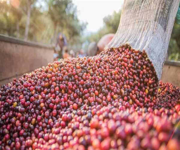 Everything You Should Know About Kona Coffee