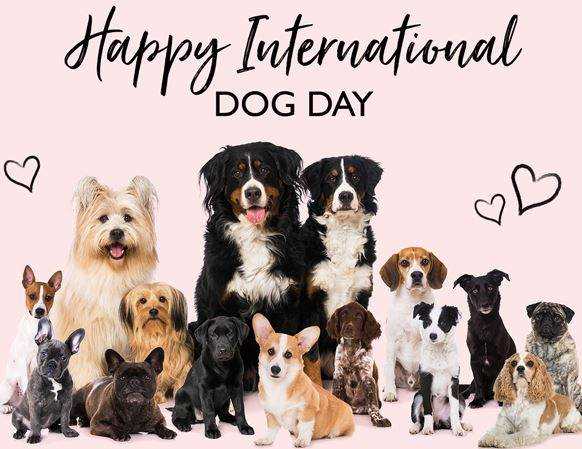 International Dog Day 2020 : Do We Be Care About Them