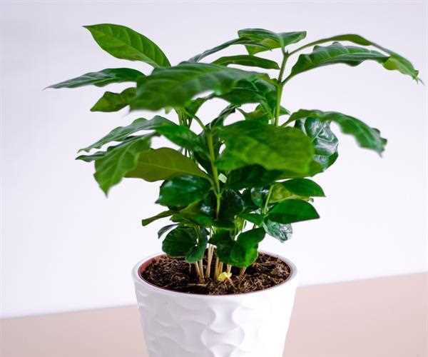 What to choose coffee vs Tea benefits and availability