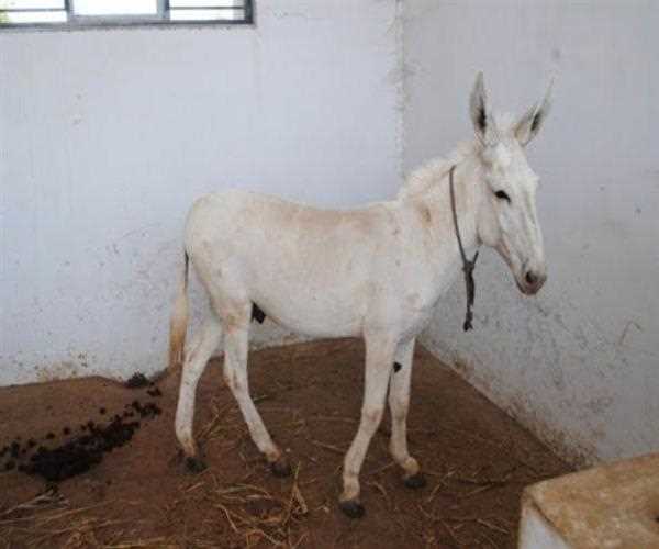 Why Gujarat' Special Breed Donkey Milk Is So Special For Our Health?
