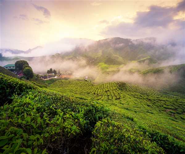 Darjeeling