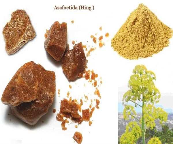 What is Hing Asafoetida and its Benefits