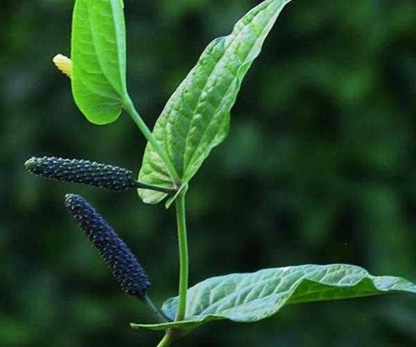 Pippali Health Benefits
