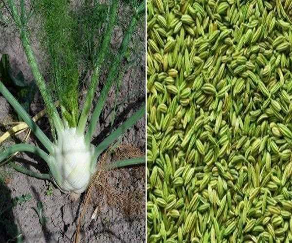 What are the health benefits of sweat fennel saunf