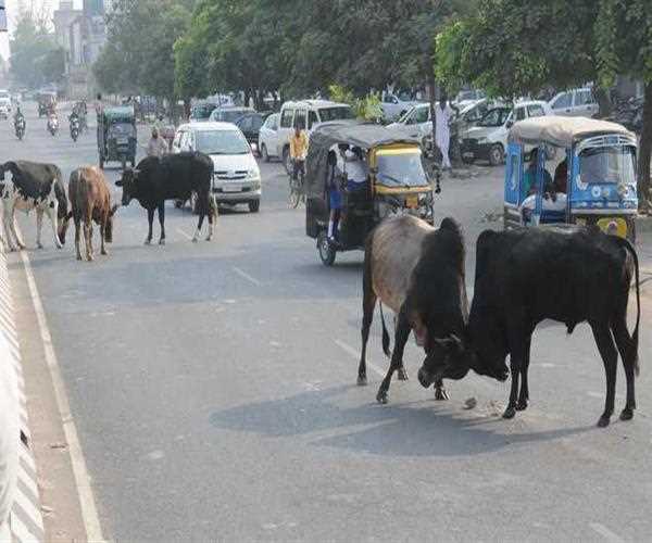 Stray cattle on roads an issue which is been unseen from years….!