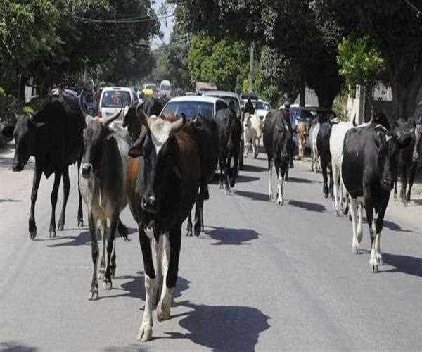 Stray cattle on roads an issue which is been unseen from years….!