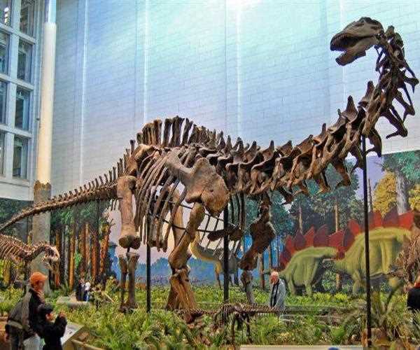 Dinosaurs Had Inter-Vertebral Discs Just Like Humans