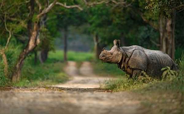 Wildlife Sanctuaries and National Parks: Protecting India's Biodiversity