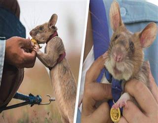 The Gold Medalist Rat