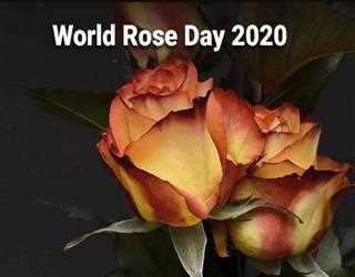 Essence Of World Rose Day 