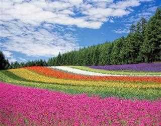 OMG! Flower Colors Are Changing Thanks To Climate Change