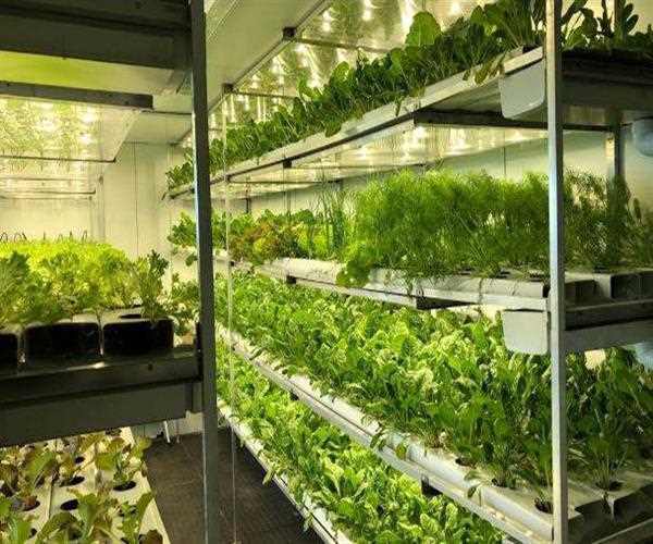 Hydroponic Farming Is Key To Grow Vegetables Fast