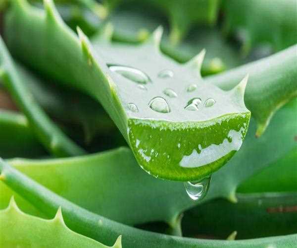 Explore 10 aloe vera benefits for face and skin